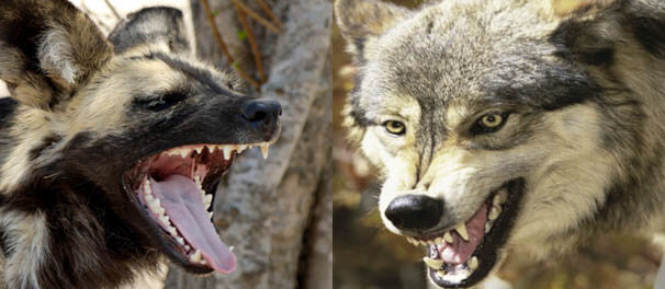 WILD DOG vs GRAY WOLF FIGHT COMPARISON