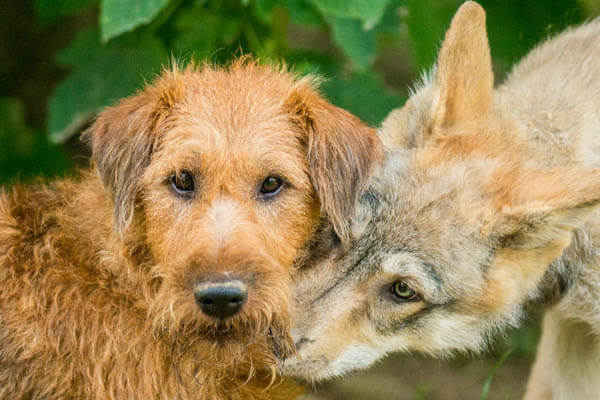 how are wolves different from dogs