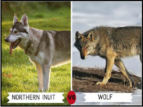 DOGS THAT LOOK LIKE WOLVES - WOLFDOG: BREED SPECIFICATIONS, DOG AND WOLF, WOLF-DOG, DOG-WOLF