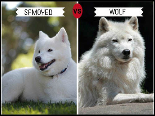wolf dog breeds list