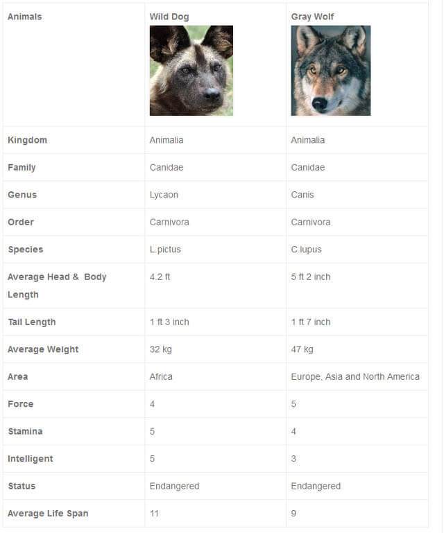 WILD DOG vs GRAY WOLF FIGHT COMPARISON - THIS INFO by WWW.COMPAREANIMAL.COM