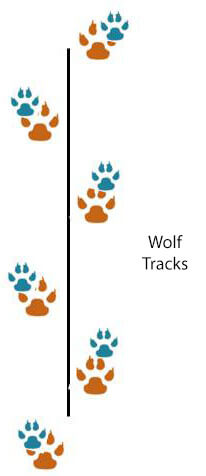 HOW TO DISTINGUISH WOLF TRACKS and STEPS?