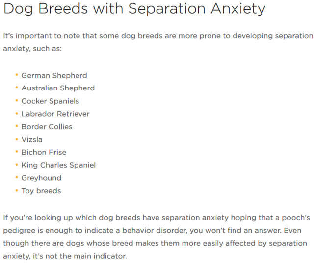 DOG SEPARATION ANXIETY SYMPTOMS & SIGNS - BY WWW.PETCUBE.COM !
