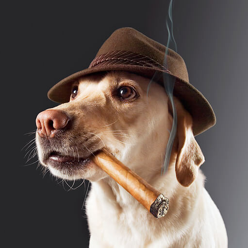 Effects of Cigarette Smoking on Dogs by Oscar Auerbach