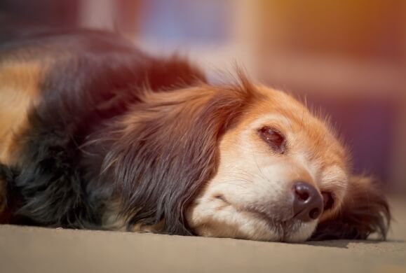 DOG BREEDS AFFECTABLE by SEPARATION ANXIETY, SEPARATION ANXIETY PRONE DOGS