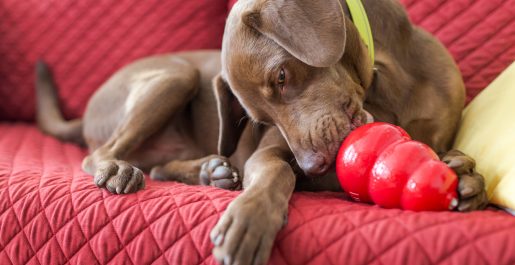 DOG TOYS & GAMES: KONG, SMART PUZZLES