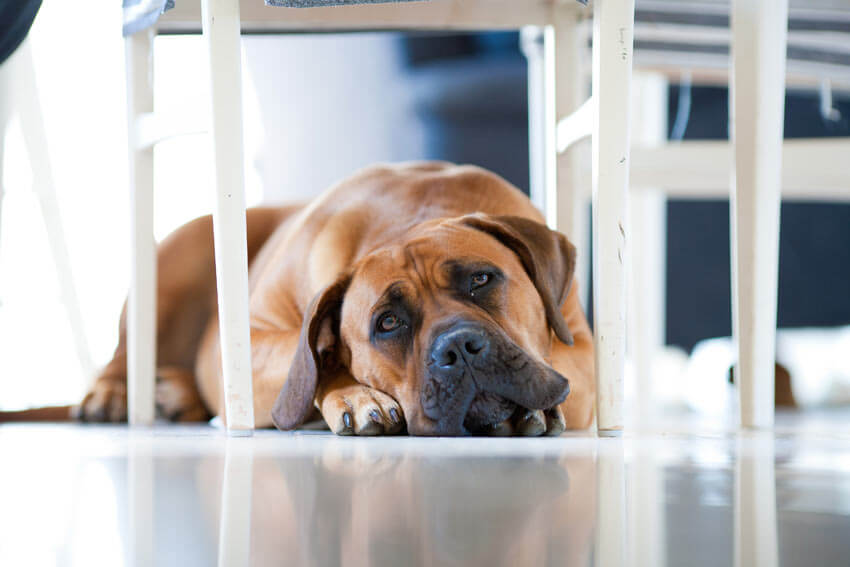 DOG SEPARATION ANXIETY TREATMENT and CURE TIPS & TECHNIQUES