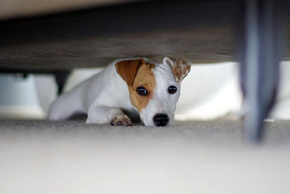 WAYS TO PREVENT PUPPY's SEPARATION ANXIETY