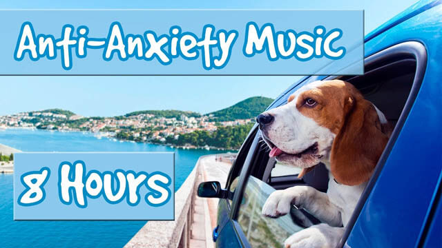 Dog Anxiety & Fear