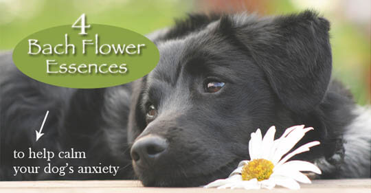 DOG SEPARATION ANXIETY - HOMEOPATHIC & HERBAL REMEDIES