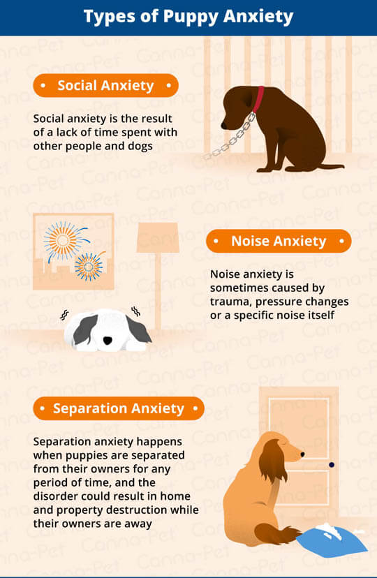 PUPPY SEPARATION ANXIETY SYMPTOMS & SIGNS