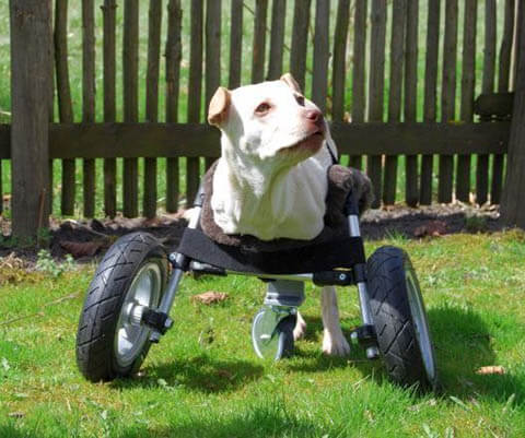 DIY HOMEMADE HOW TO MAKE GUIDE DOG WHEELCHAIR FOR PARALYSED & DISABLED DOGS