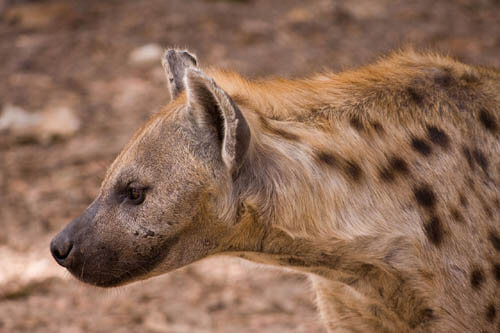 HYENA WILD DOGS FACTS, INFORMATION