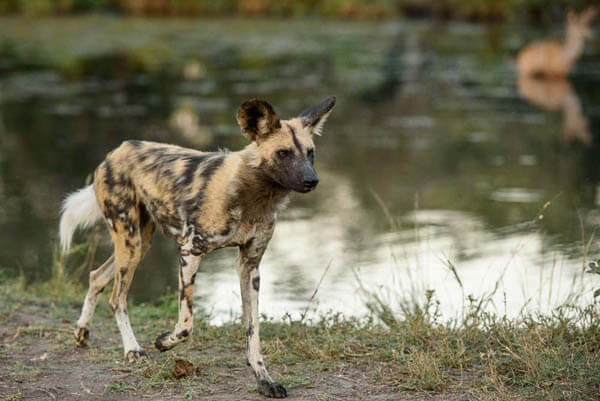 ZOOS WHERE TO SEE AFRICAN WILD DOGS