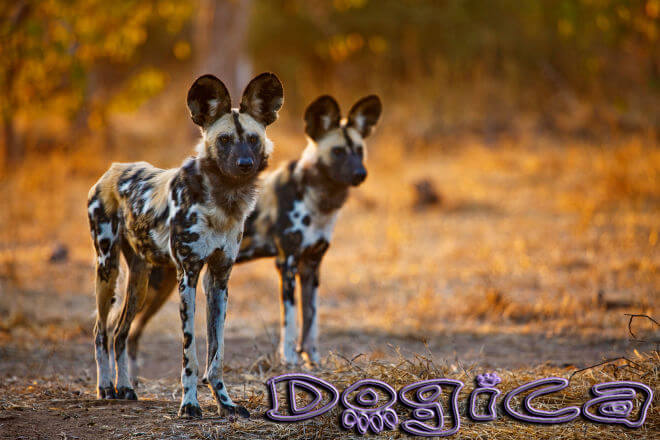 BEST LOCATIONS TO SEE AFRICAN WILD DOGS in AFRICA, WHERE TO SEE WILD DOGS
