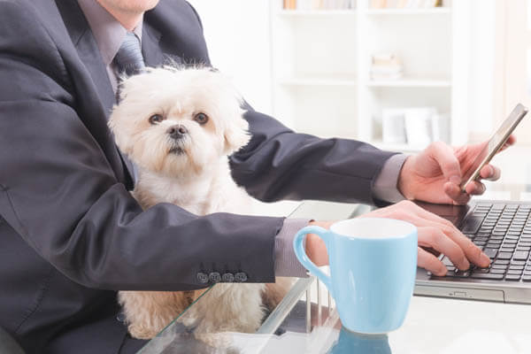 WORKING DOGS - BRING YOUR FIDO TO THE OFFICE
