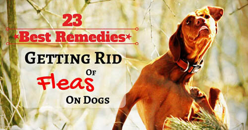 Dog Fleas, Mites and Ticks HOME & YARD PREVENTION METHODS & REMEDIES