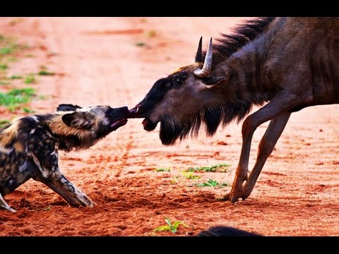 THE MYSTERIOUS AFRICAN WILD DOG - MYTHS & FACTS