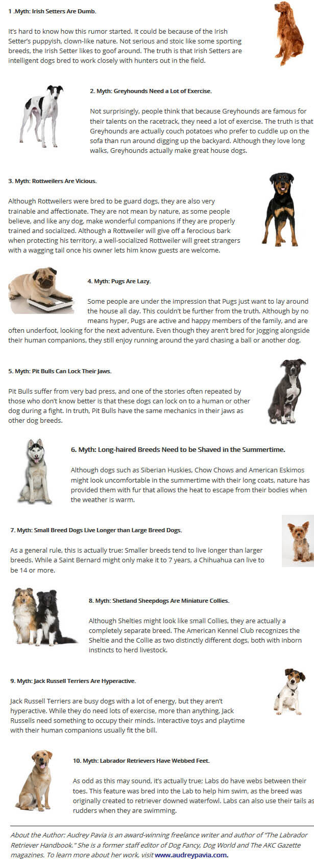 DOG BREED MISCONCEPTIONS