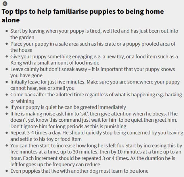 PUPPY SEPARATION ANXIETY TIPS by WWW.THEVETERINARYEXPERT.COM