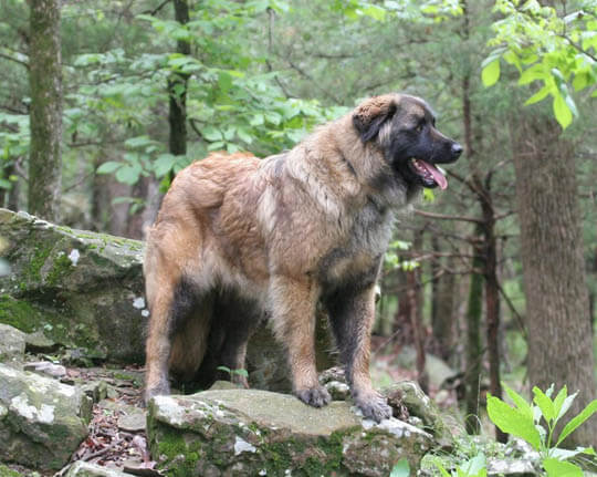 RARE SMALL BIG DOG BREEDS LIST - ESTRELA MOUNTAIN DOG