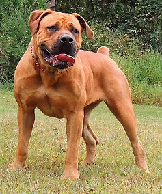 DOG BREED MISCONCEPTIONS - BOERBOELS
