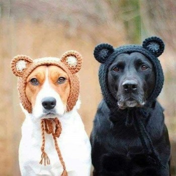DOGS IN HATS, DOGS WEARING HATS