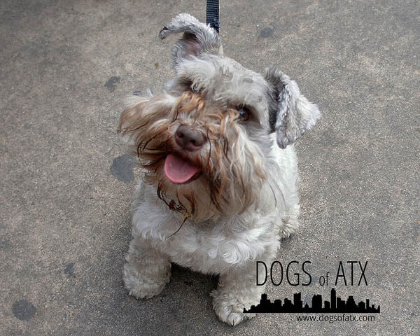 DOGS WITH BEARDS, BEARDED DOGS PHOTO COLLECTION, GALLERY