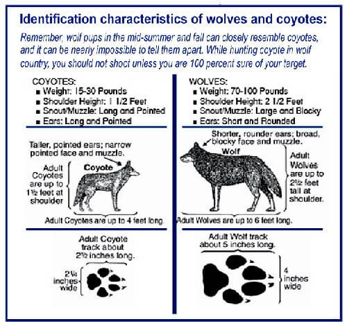 DOG COYOTE WOLF IDENTIFICATION - HOW TO DISTINGUISH WOLF?