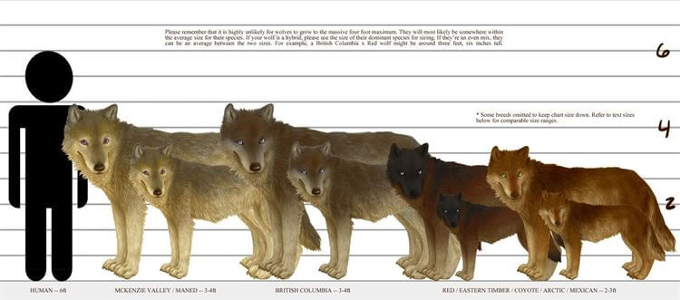 wolf hybrid size comparison