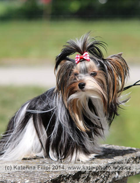 DOG BREED MISCONCEPTIONS - COLORFUL YORKSHIRE TERRIER