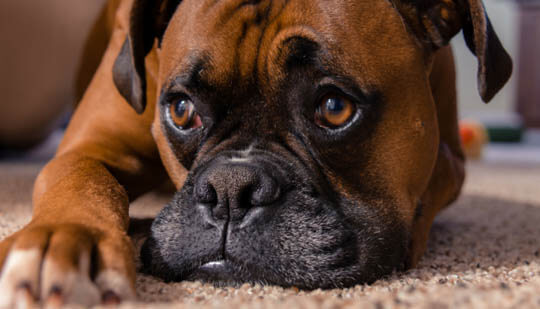 THE GENOME OF DOG SEPARATION ANXIETY