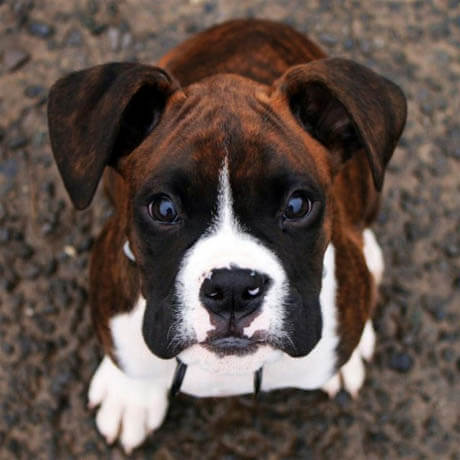 DOG BREED MISCONCEPTIONS - BOXER