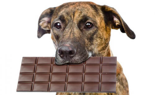 WARNING!!! CHOCOLATE IS DANGEROUS FOR DOGS & PUPPIES !!!