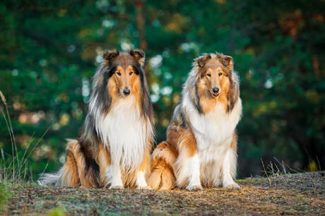 DOG BREED MISCONCEPTIONS - COLLIE