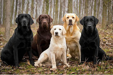 DOG BREED MISCONCEPTIONS - RETRIEVERS