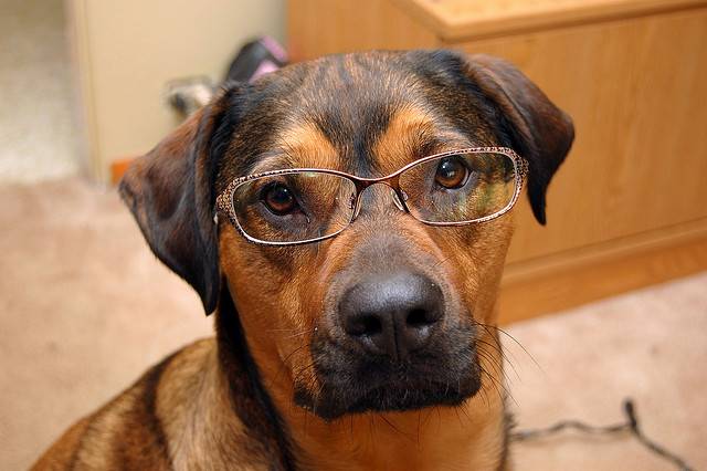 DOGGLES (DOG EYE GLASSES) MEASUREMENT GUIDE & INSTRUCTIONS - HOW TO MEASURE DOG GLASSES