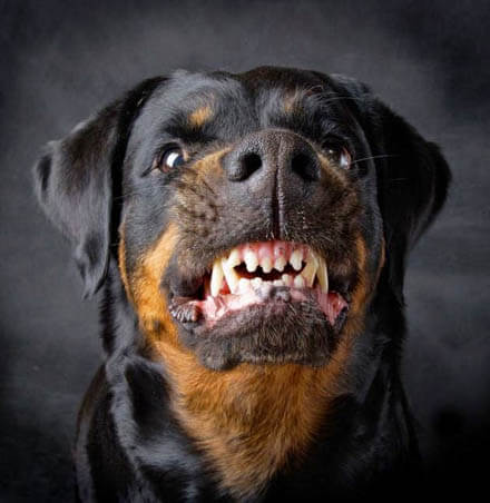 DOG BREED MISCONCEPTIONS - ROTTWEILERS