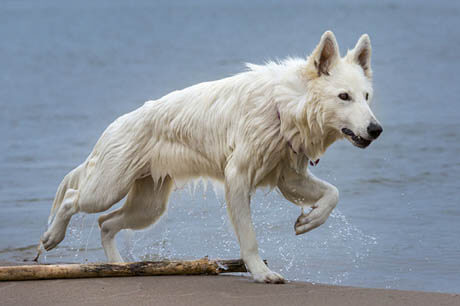 DOG BREED MISCONCEPTIONS - WHITE GERMAN SHEPHERDS