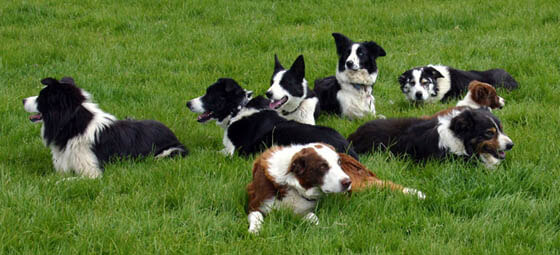 BUYING A SHEEPDOG GUIDE INFORMATION TIPS - TYPES OF SHEEPDOGS