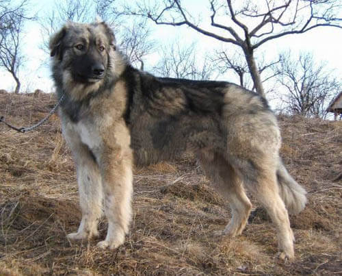 BUKOVINA SHEPHERD DOG