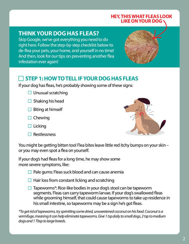 DOG FLEAS  REMEDIES PILLS TREATMENT CARE CHECKLIST by DOGSNATURALLYMAGAZINE.COM