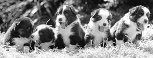 INFO ON SHEEPDOGS at WWW.CSJK9.COM