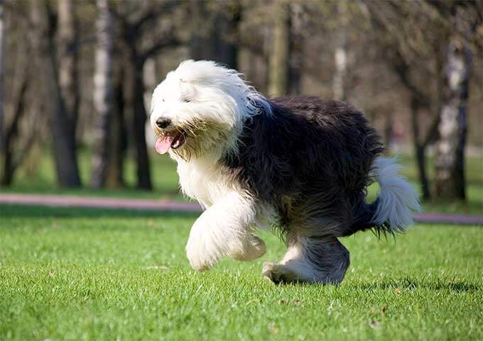READ OLD ENGLISH SHEEPDOG FACTS at WWW.YOURPUREBREDPUPPY.COM