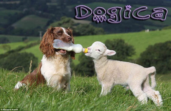 SHEEPDOG & FARM DOGS