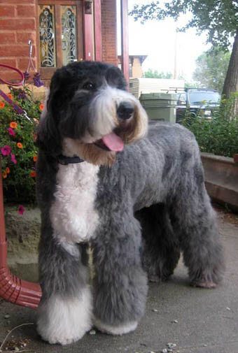 CHECK THE GROOMING - HAIRCUTS OF OLD ENGLISH SHEEPDOGS at WWW.PINTEREST.COM