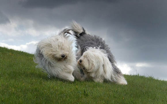 Old English Sheepdog Used To Watch Livestock at Farms Isolated