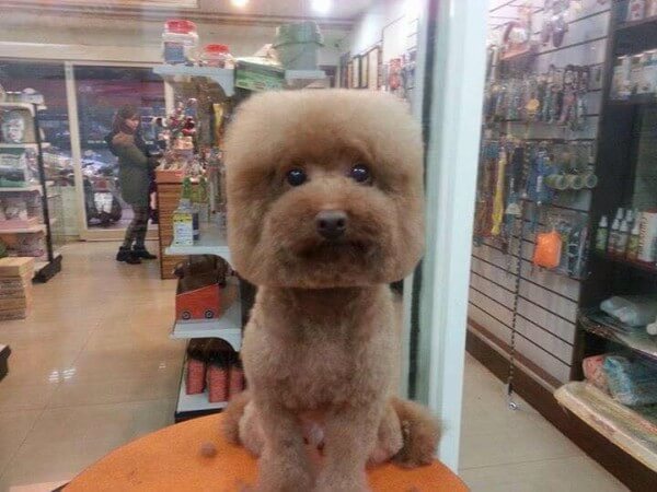 how much is a dog haircut