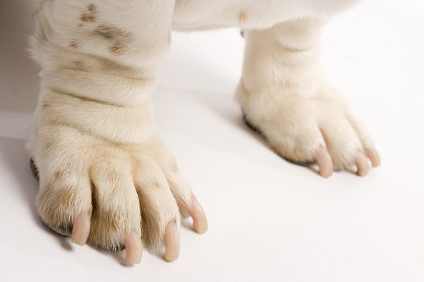 DOG'S PAW PREFERENCE, HOW TO DETERMINE