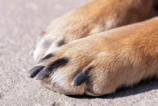 HOW TO DETERMINE DOG'S PAW PREFERENCE ?